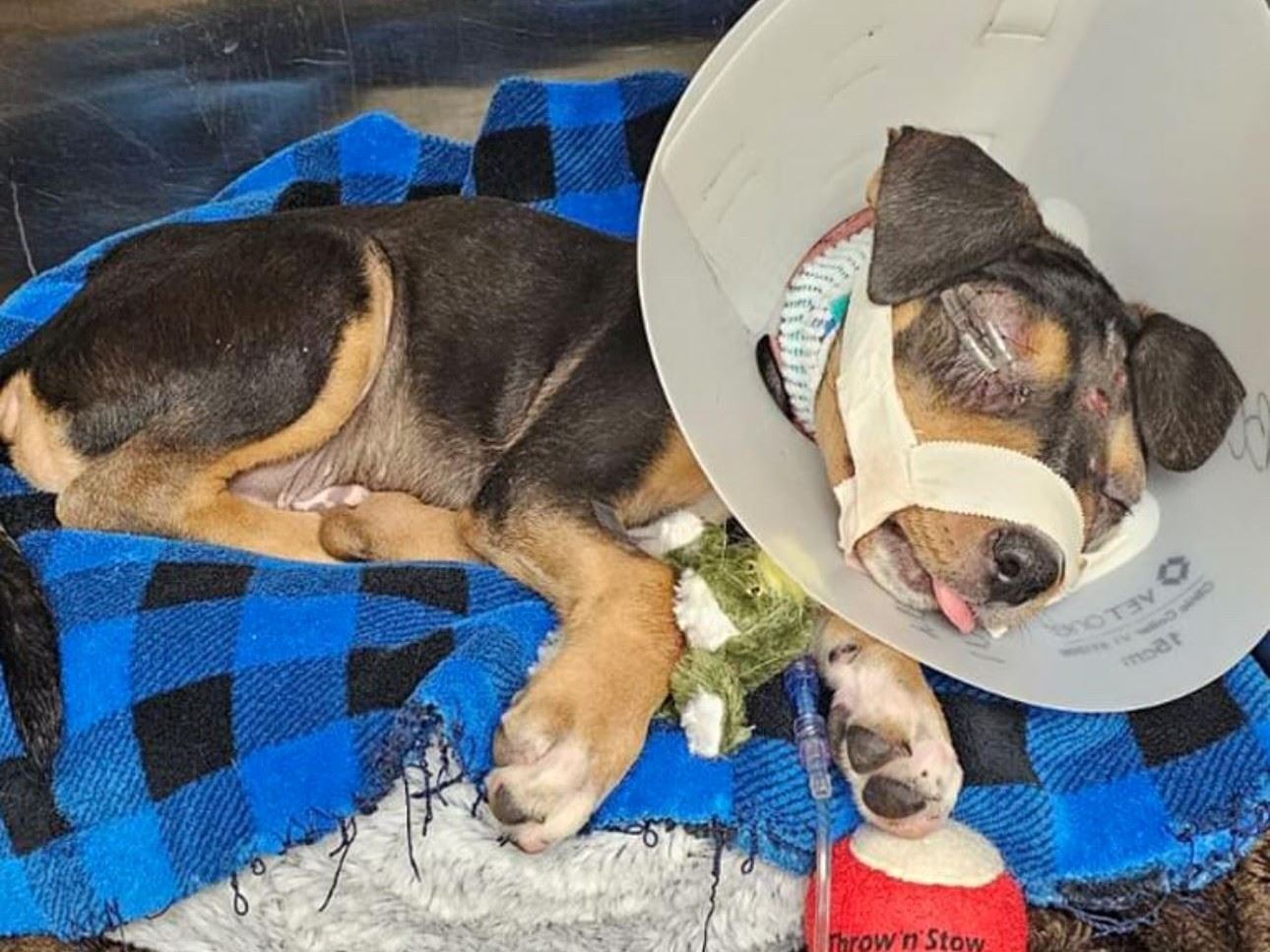 Seven - puppy abuse case - 8.21.2024